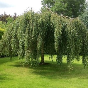 Breza previsnutá (Betula Alba pendula) ´YOUNGII´ - výška 200-250 cm, obvod kmeňa: 14/16 cm, kont. C70L - NA KMIENKU